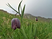 79 E reincontriamo le fritillarie  (Fritillaria meleagris) poco dopo la Baita Venturosa 